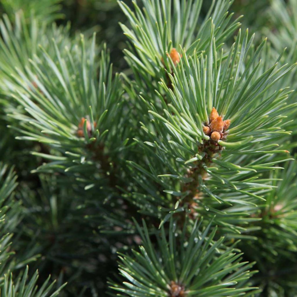 Pinus sylvestris Watereri - Pin sylvestre nain.