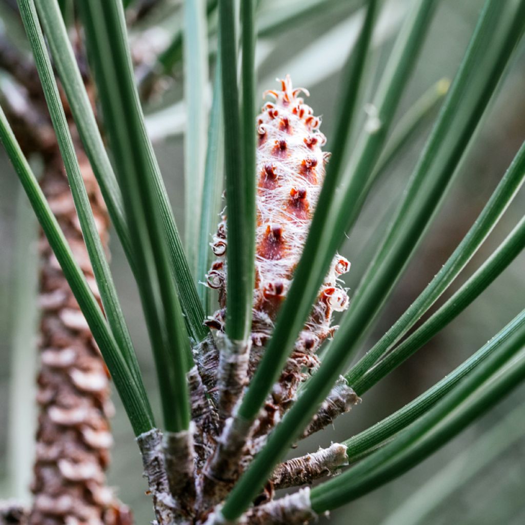 Pin de Weymouth nain - Pinus strobus Radiata