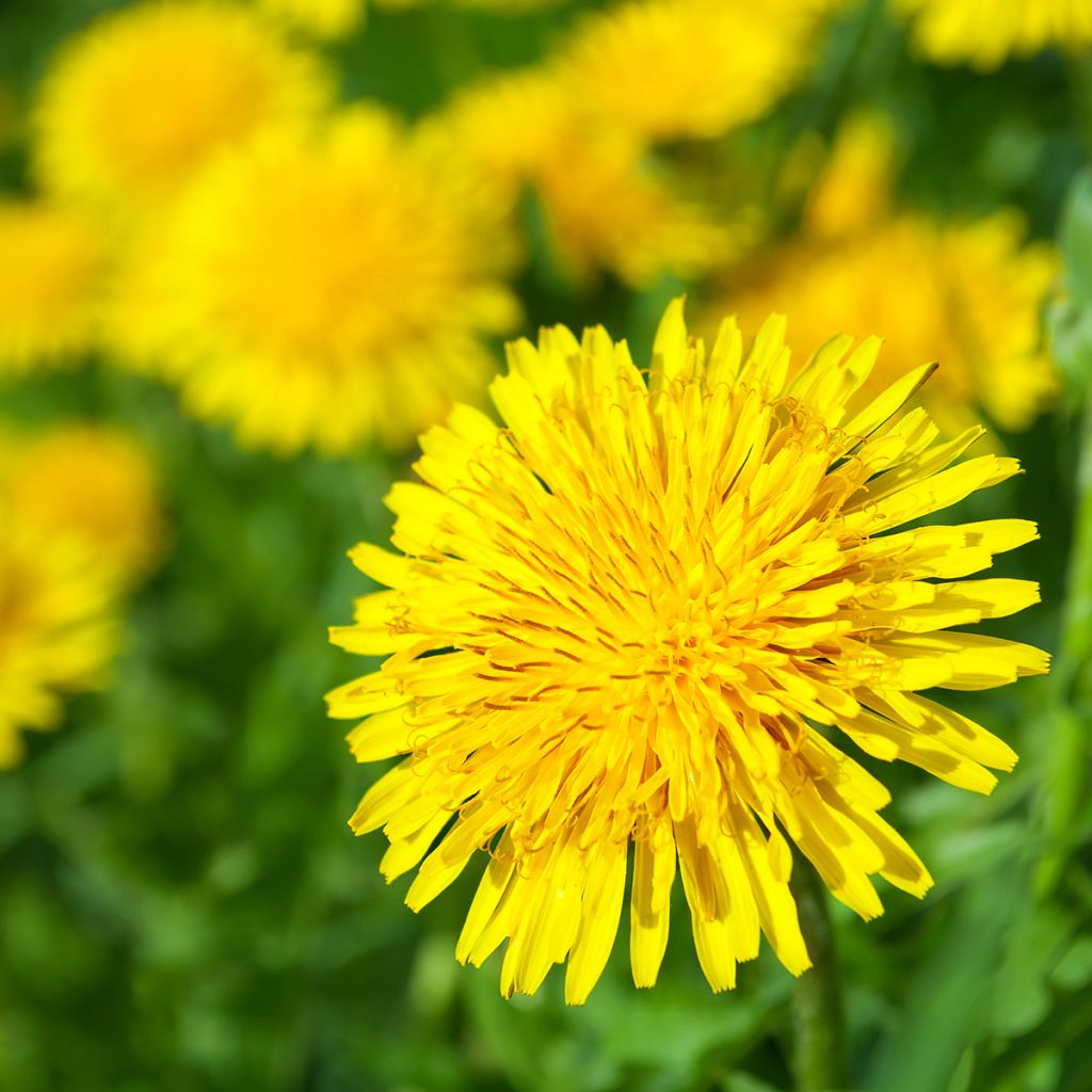 Graines de Pissenlit - Taraxacum officinale