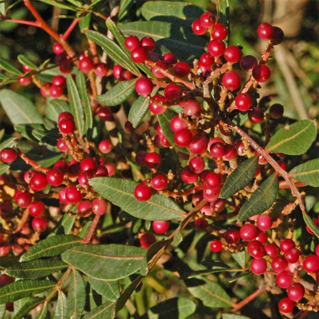 Pistacia lentiscus - Lentisque pistachier