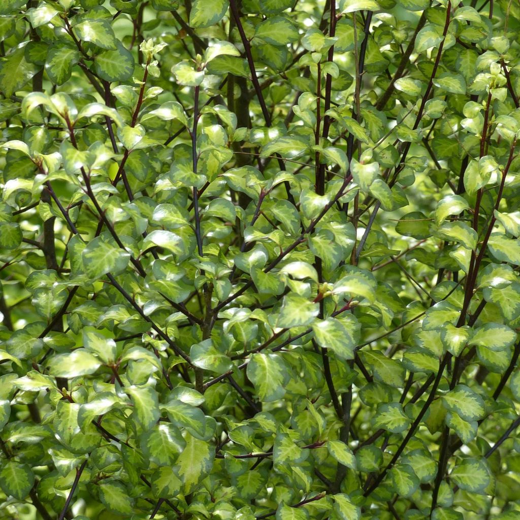 Pittosporum Abbotsbury Gold -  Pittosporum à petites feuilles panachées