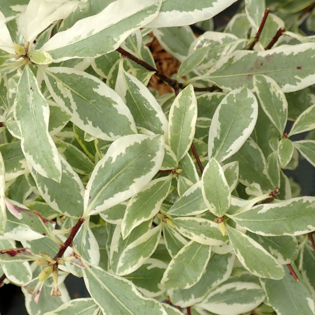 Pittosporum eugenoides Variegatum - Bois citron panaché