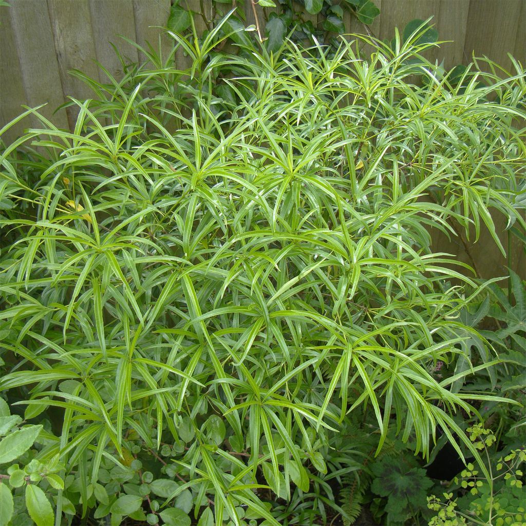 Pittosporum illicioides var. angustifolia