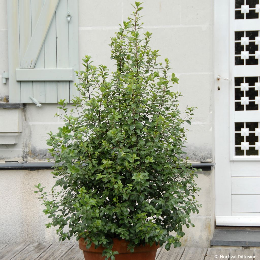 Pittosporum tenuifolium Irish Luck - Pittospore à petites feuilles