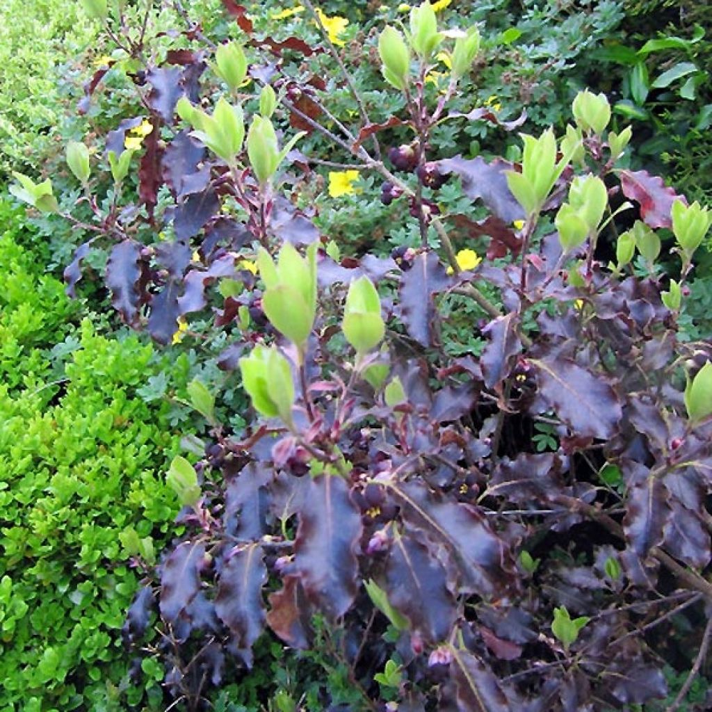 Pittosporum Tenuifolium Purpureum Pittosporum Petites Feuilles