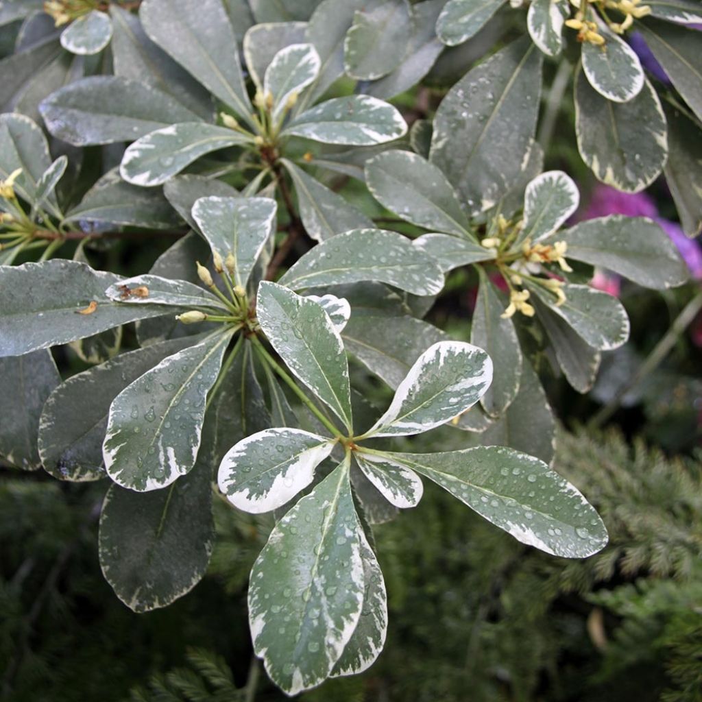 Pittosporum tobira Variegatum