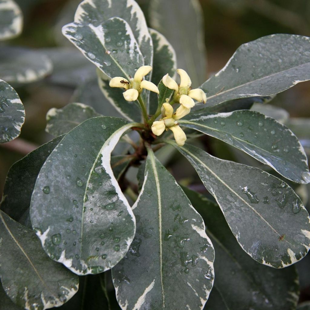 Pittosporum tobira Variegatum