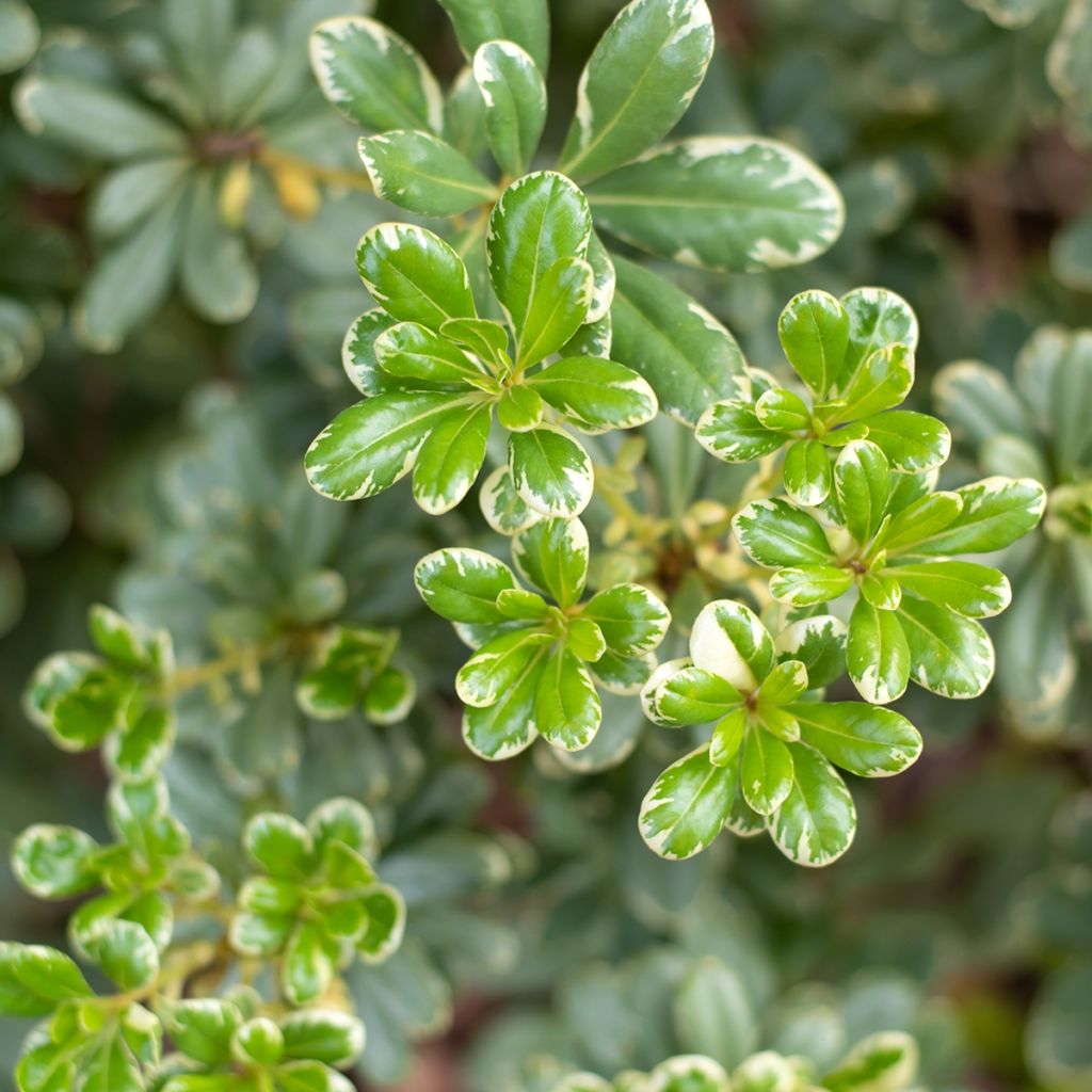 Pittosporum tobira nana Neige du mont Ventoux