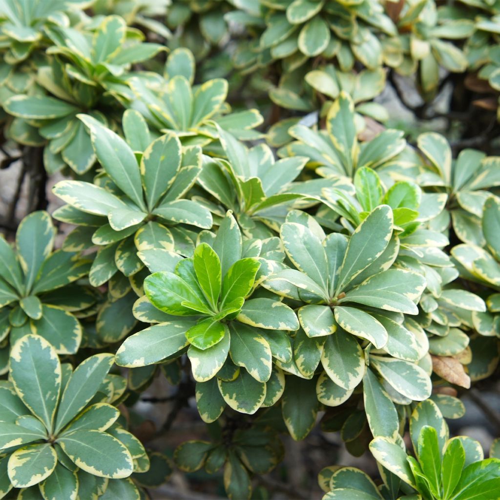 Pittosporum tobira nana Neige du mont Ventoux