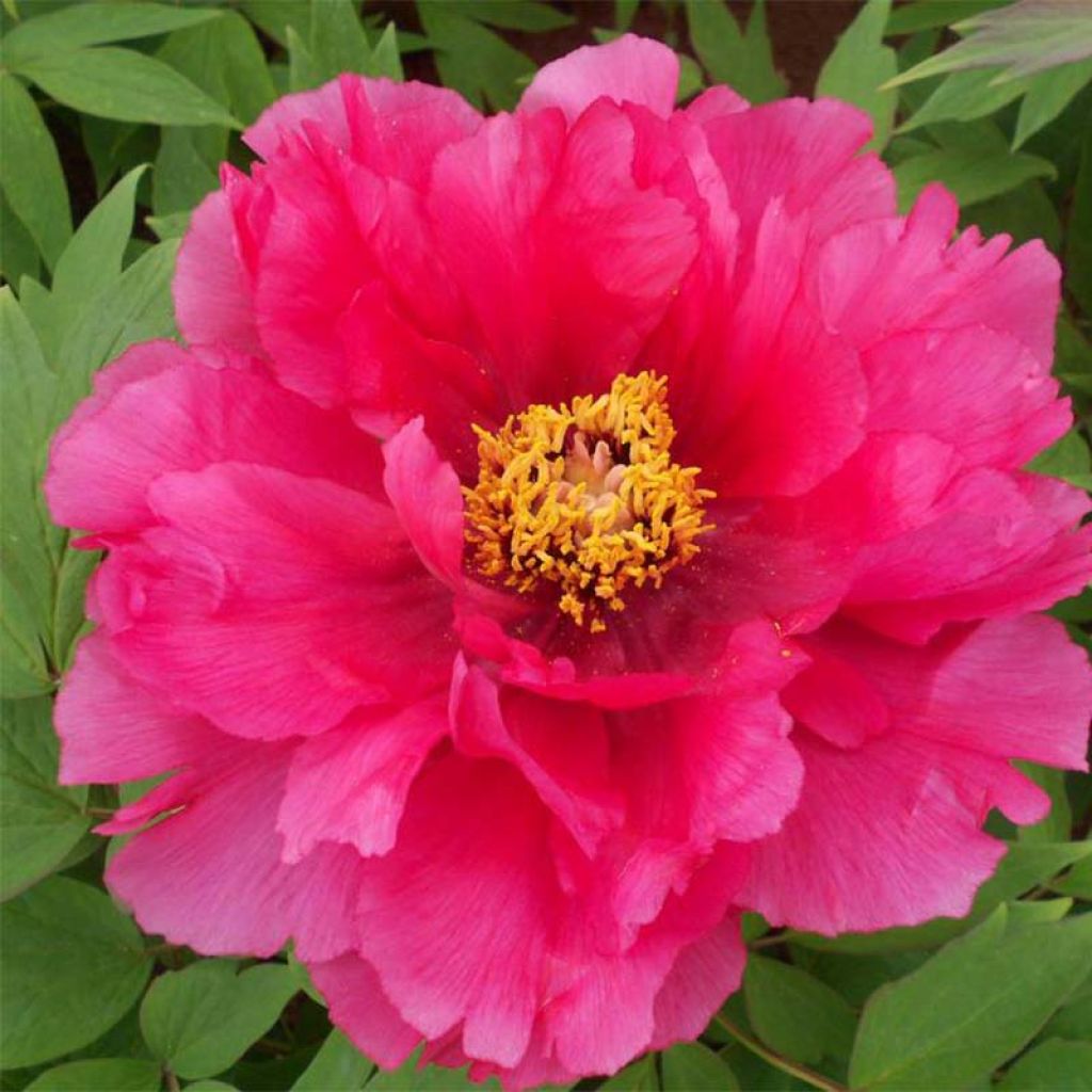 Pivoine arbustive 13 Ri Yue Jin - Paeonia suffruticosa