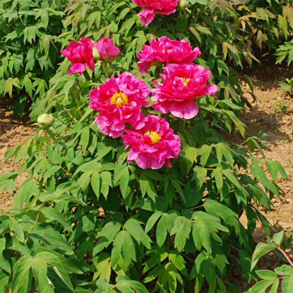 Pivoine arbustive 13 Ri Yue Jin - Paeonia suffruticosa