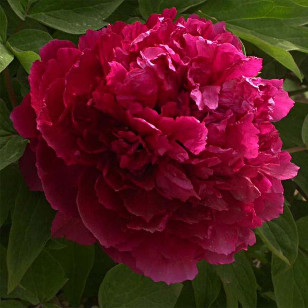 Pivoine arbustive 02 Bai Yuan Hong Xia - Paeonia suffruticosa