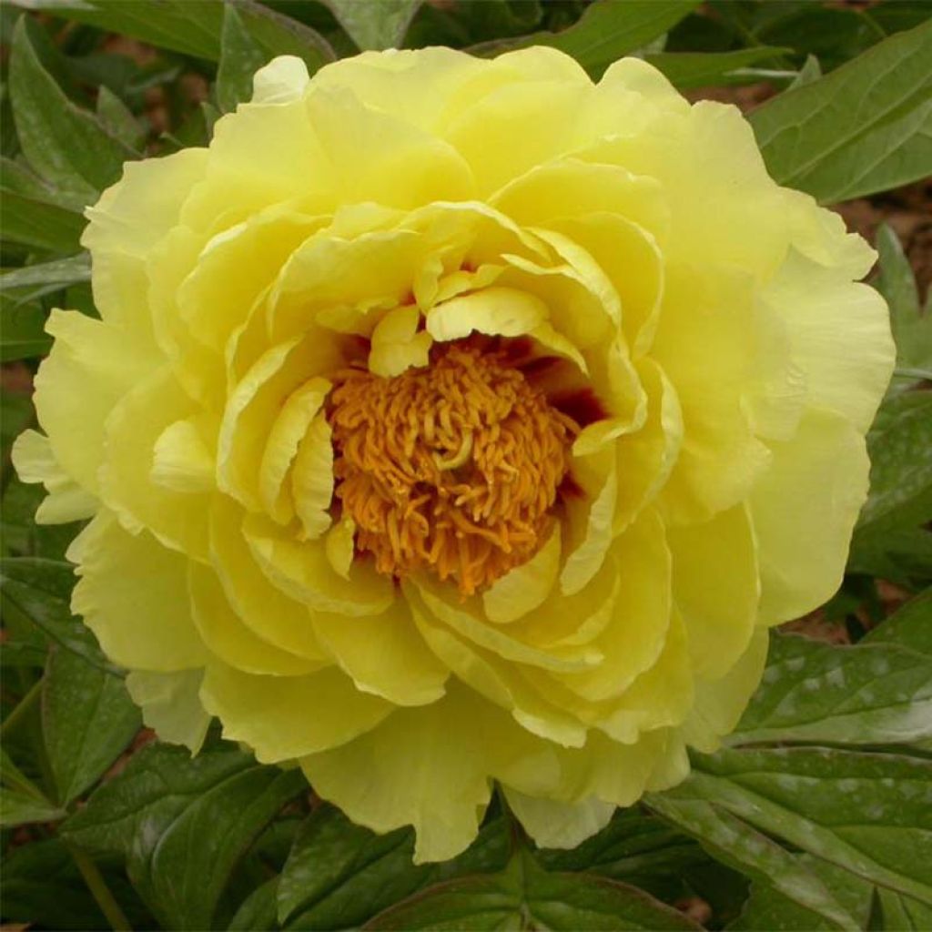 Pivoine arbustive 05 Hai Huang - Paeonia (x) lutea