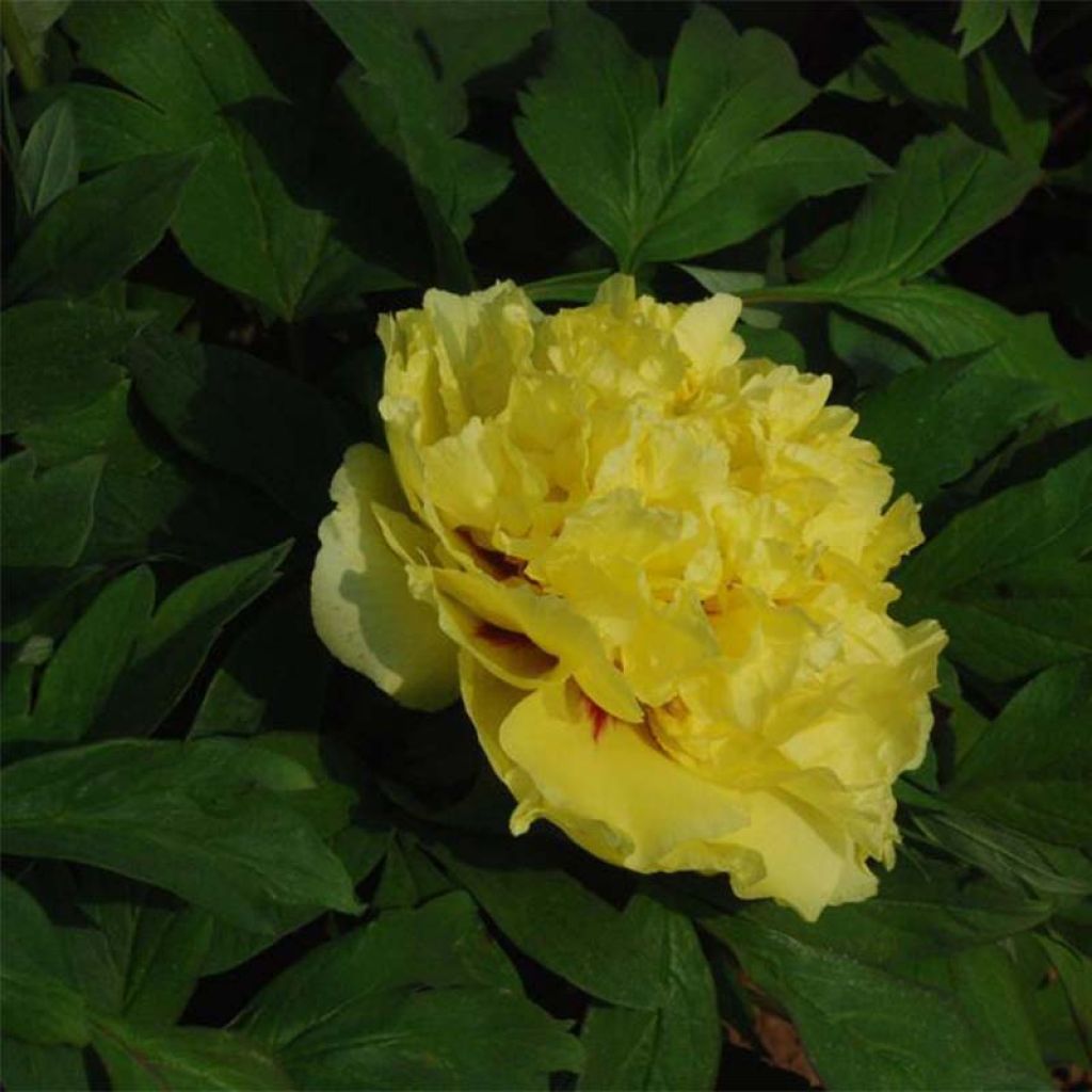 Pivoine arbustive Alice Harding - Paeonia (x) lutea
