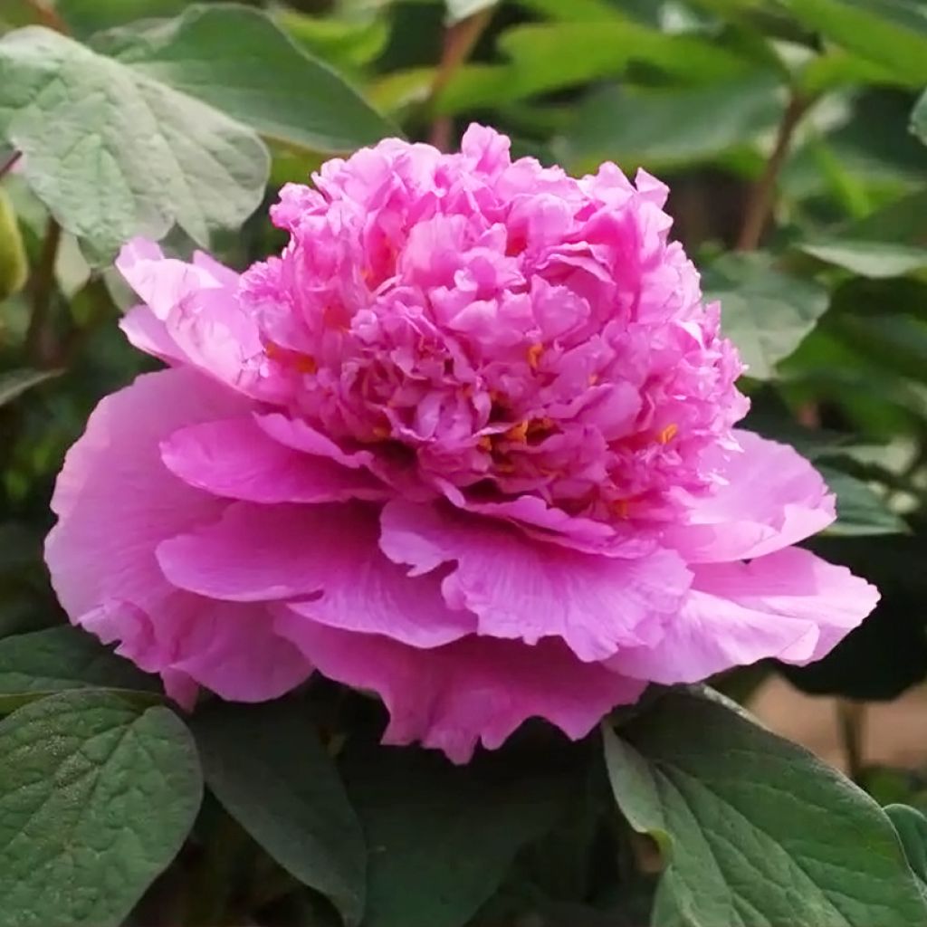 Pivoine arbustive Cai Hui - Paeonia suffruticosa