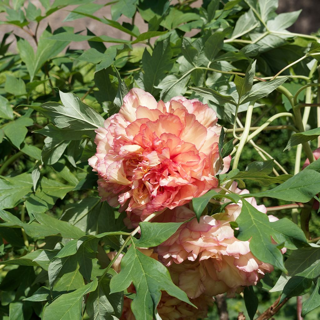 Pivoine arbustive Jin Ge - Paeonia suffruticosa