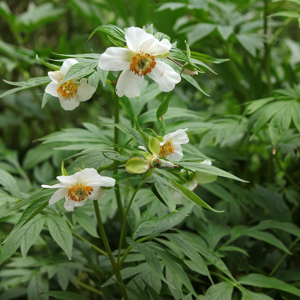 Pivoine botanique - Paeonia emodi