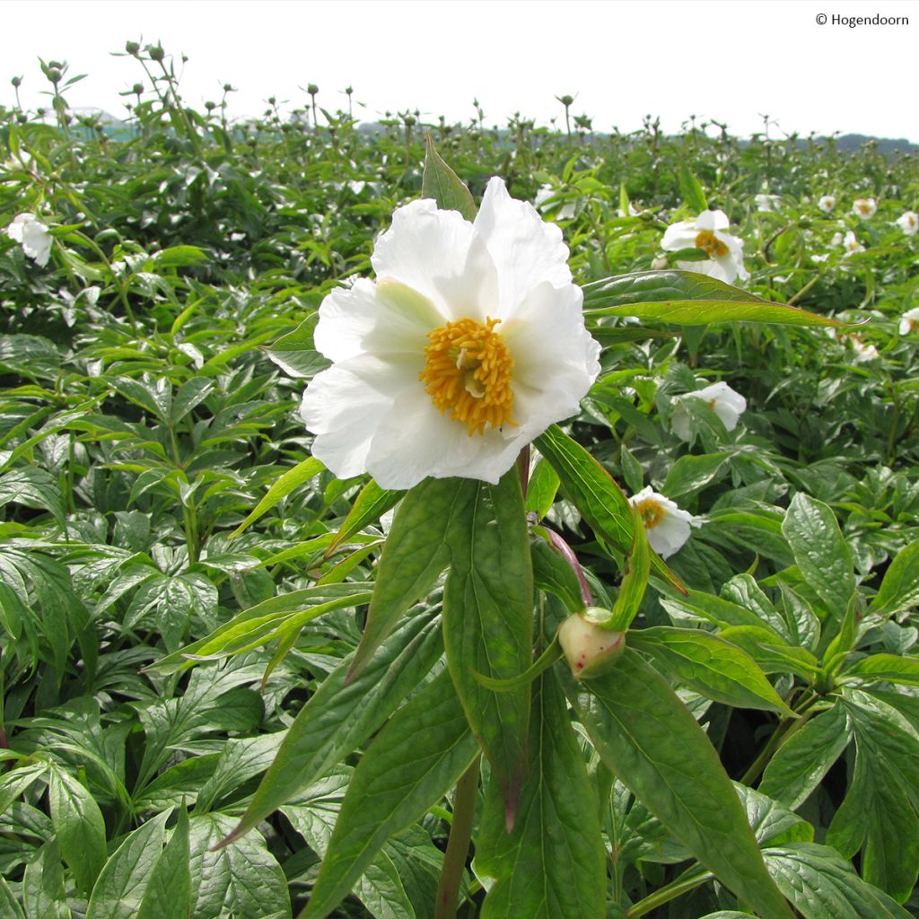 Pivoine botanique herbacée Late Windflower - Paeonia x emodi