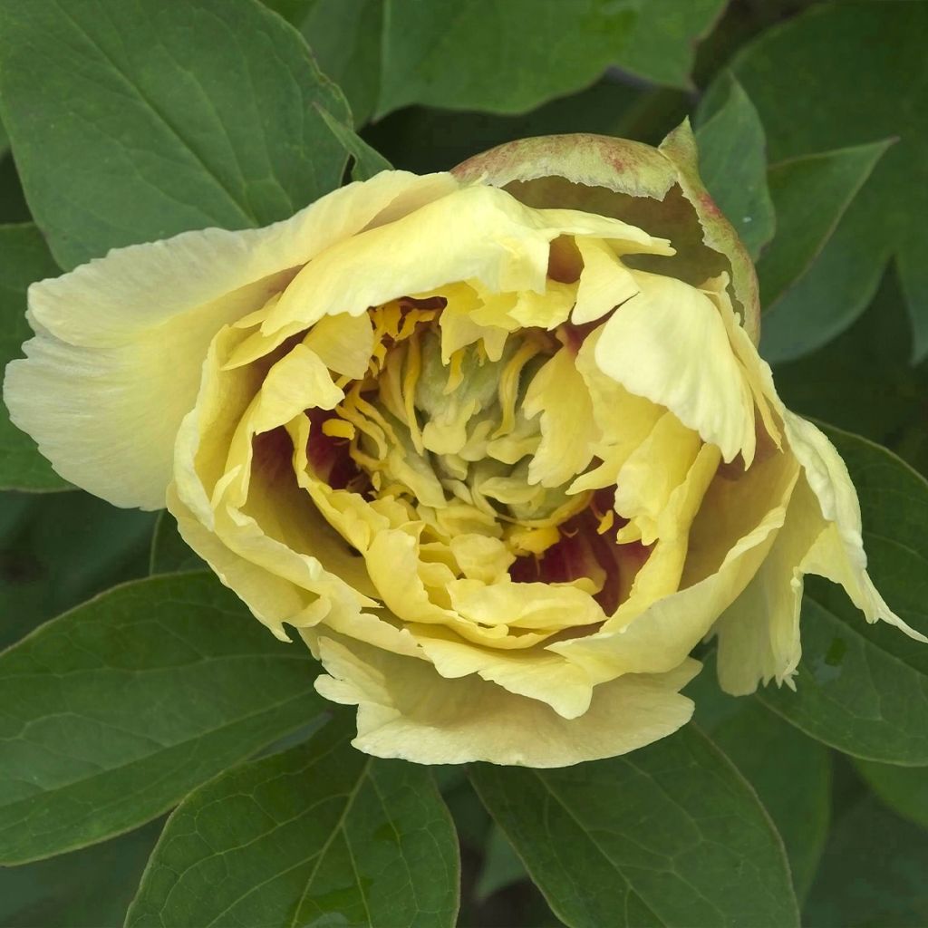 Pivoine itoh Yellow Crown 