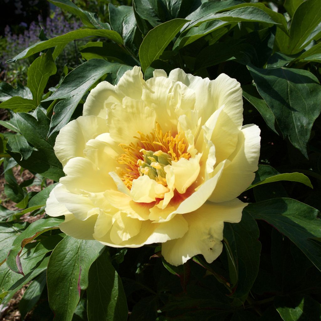 Pivoine itoh Yellow Crown 