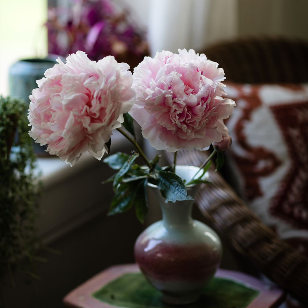 Pivoine lactiflora Alertie