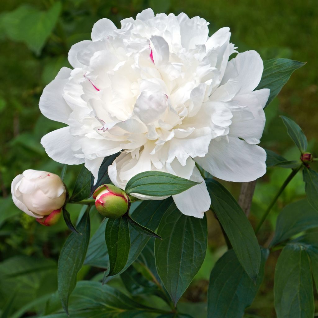 Pivoine lactiflora Avalanche