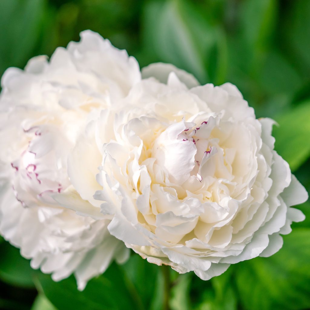 Pivoine lactiflora Avalanche