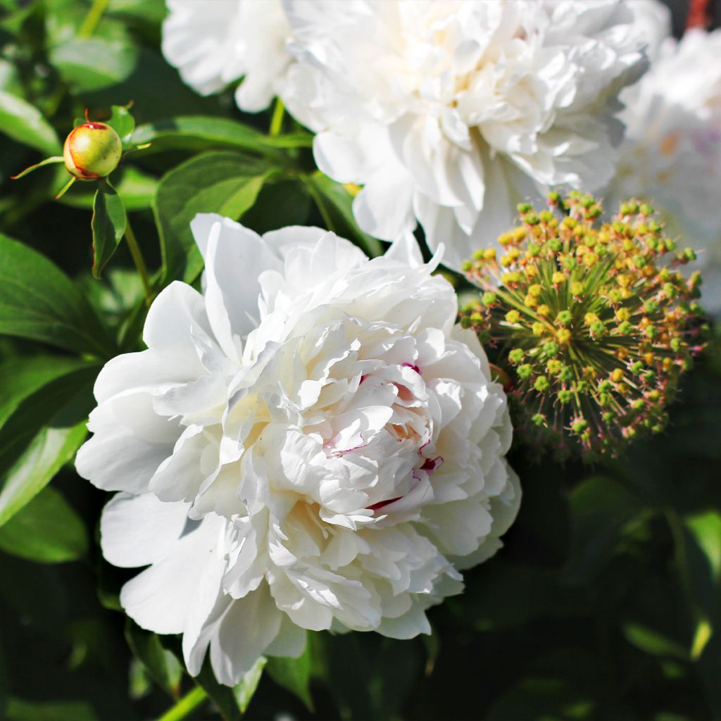 Pivoine lactiflora Avalanche