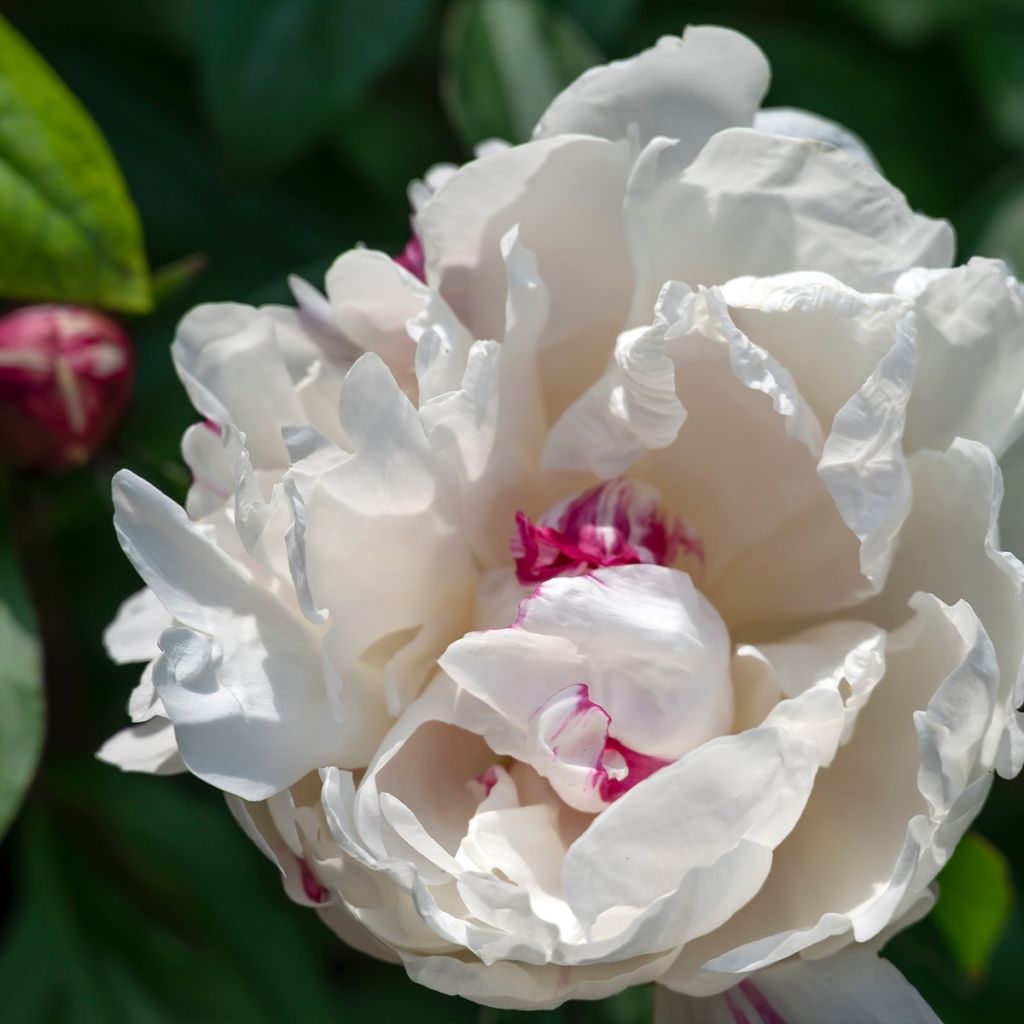 Pivoine lactiflora Boule de Neige