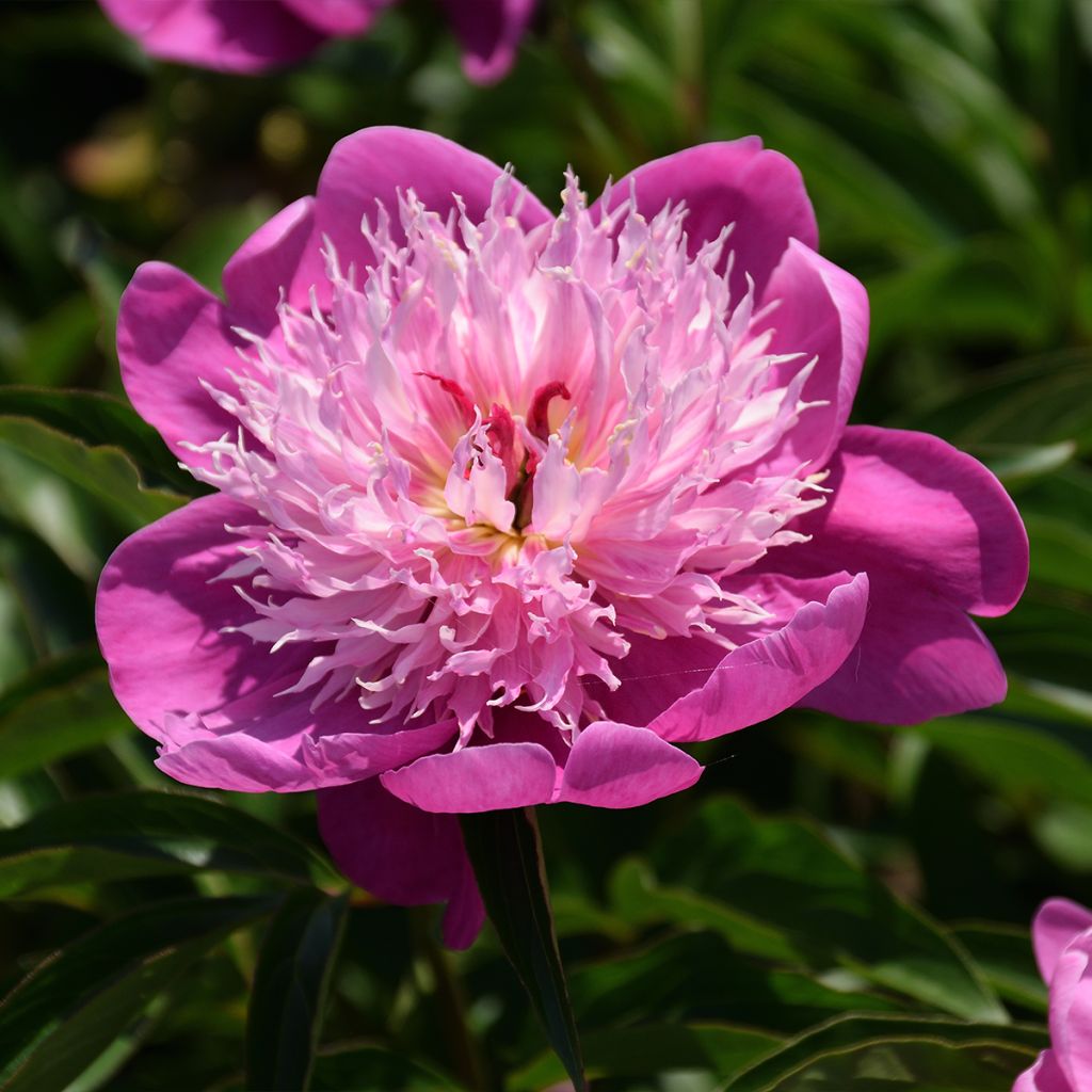 Pivoine lactiflora Fantastic