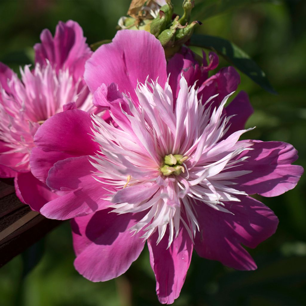 Pivoine lactiflora Fantastic