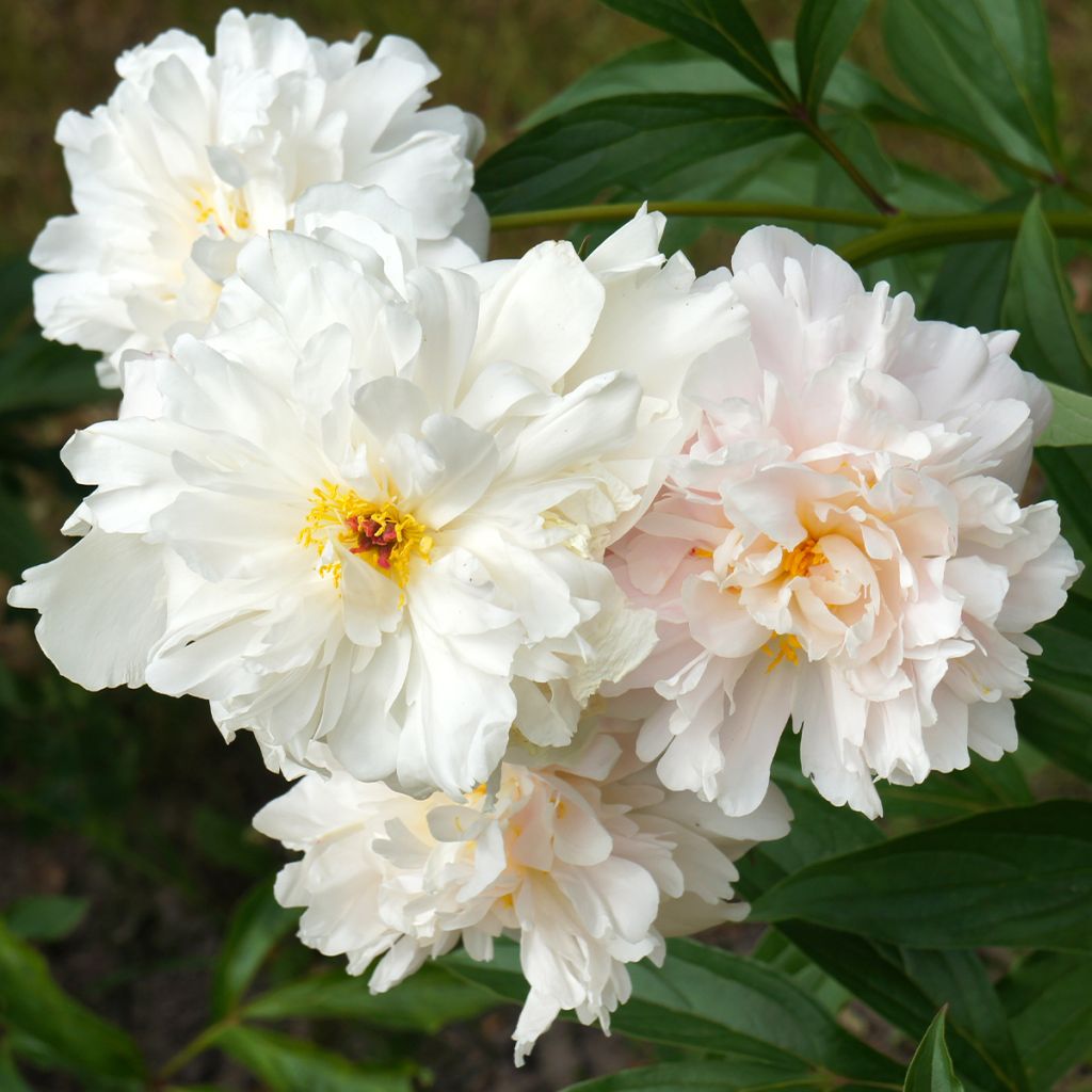 Pivoine lactiflora Gardenia