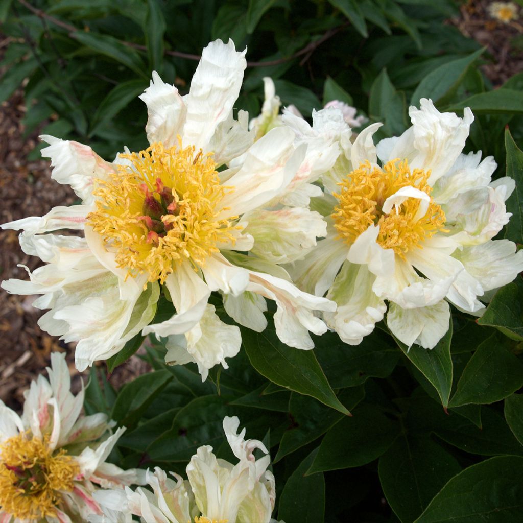 Pivoine lactiflora Green Lotus