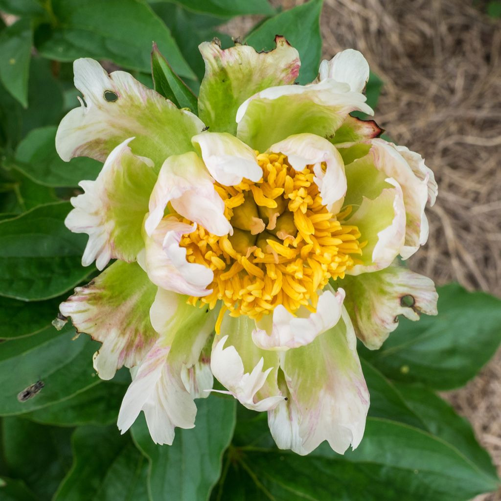 Pivoine lactiflora Green Lotus