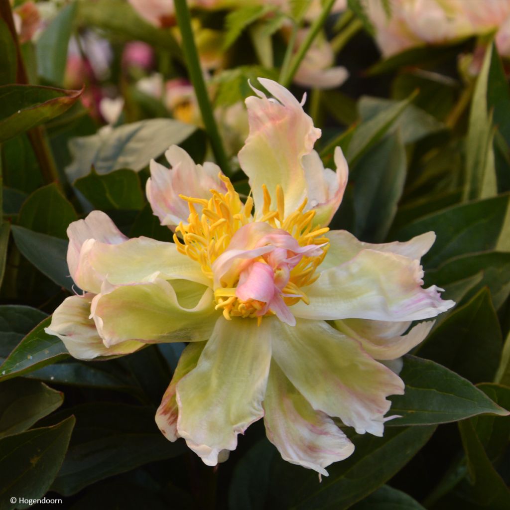 Pivoine lactiflora Green Lotus
