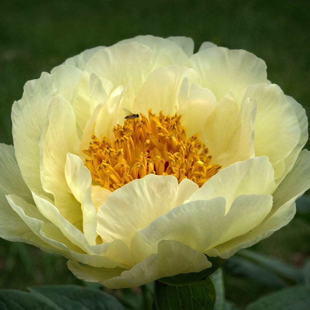 Pivoine lactiflora Lemon Chiffon 