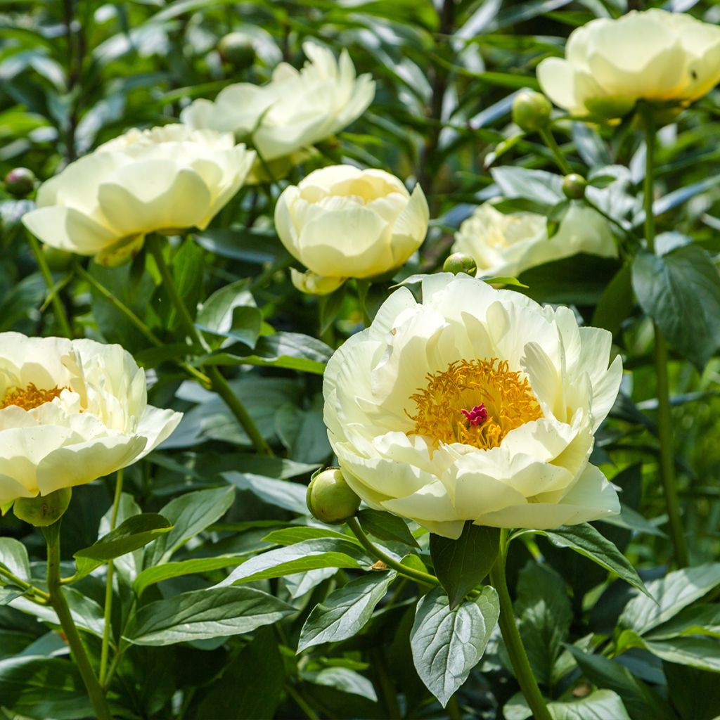 Pivoine lactiflora Lemon Chiffon 