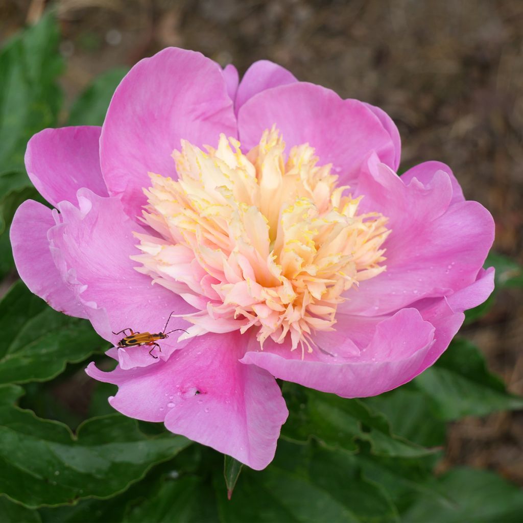 Pivoine lactiflora Mr G.F. Hemerik