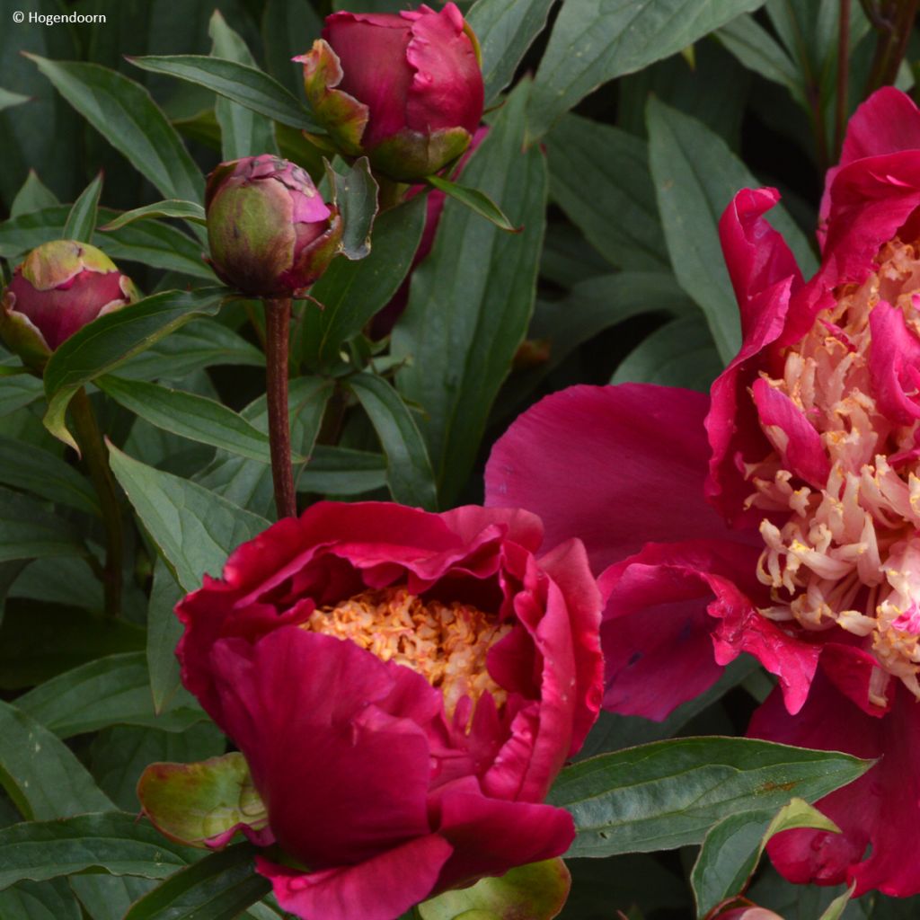 Pivoine lactiflora Tom Cat