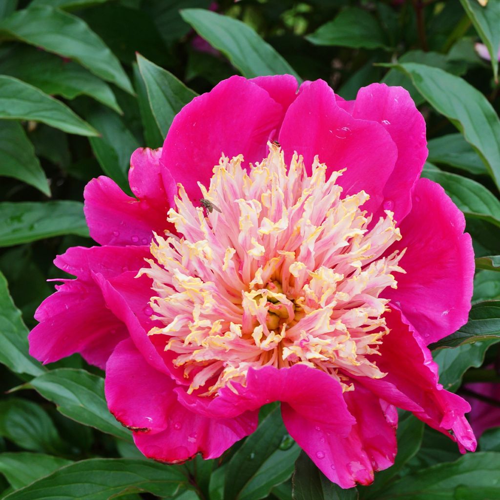 Pivoine lactiflora White Cap