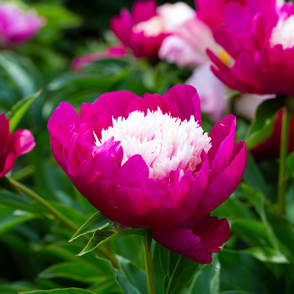 Pivoine lactiflora White Cap