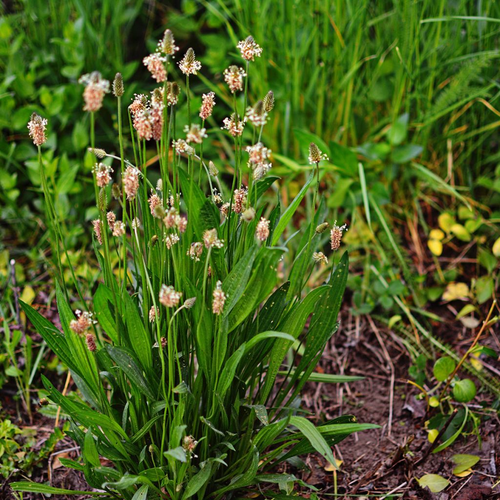 Plantain lancéolé Bio Graines