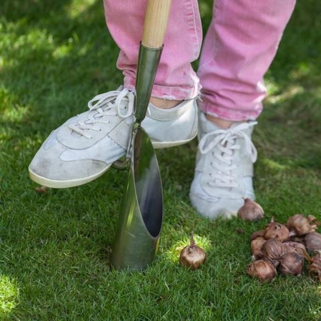 Plantoir à bulbes à manche long Burgon & Ball - Gamme RHS