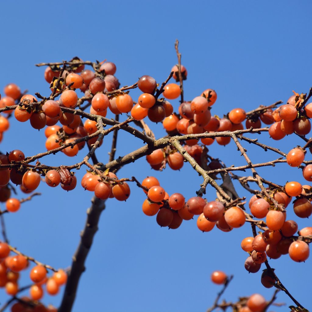 Plaqueminier, Kaki - Diospyros lotus