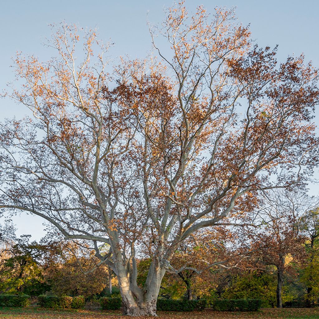 Platanus acerifolia - Platane commun, à feuilles d'érable