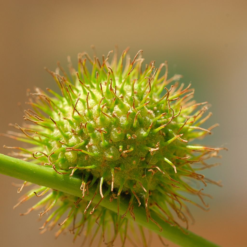 Platanus acerifolia - Platane commun, à feuilles d'érable