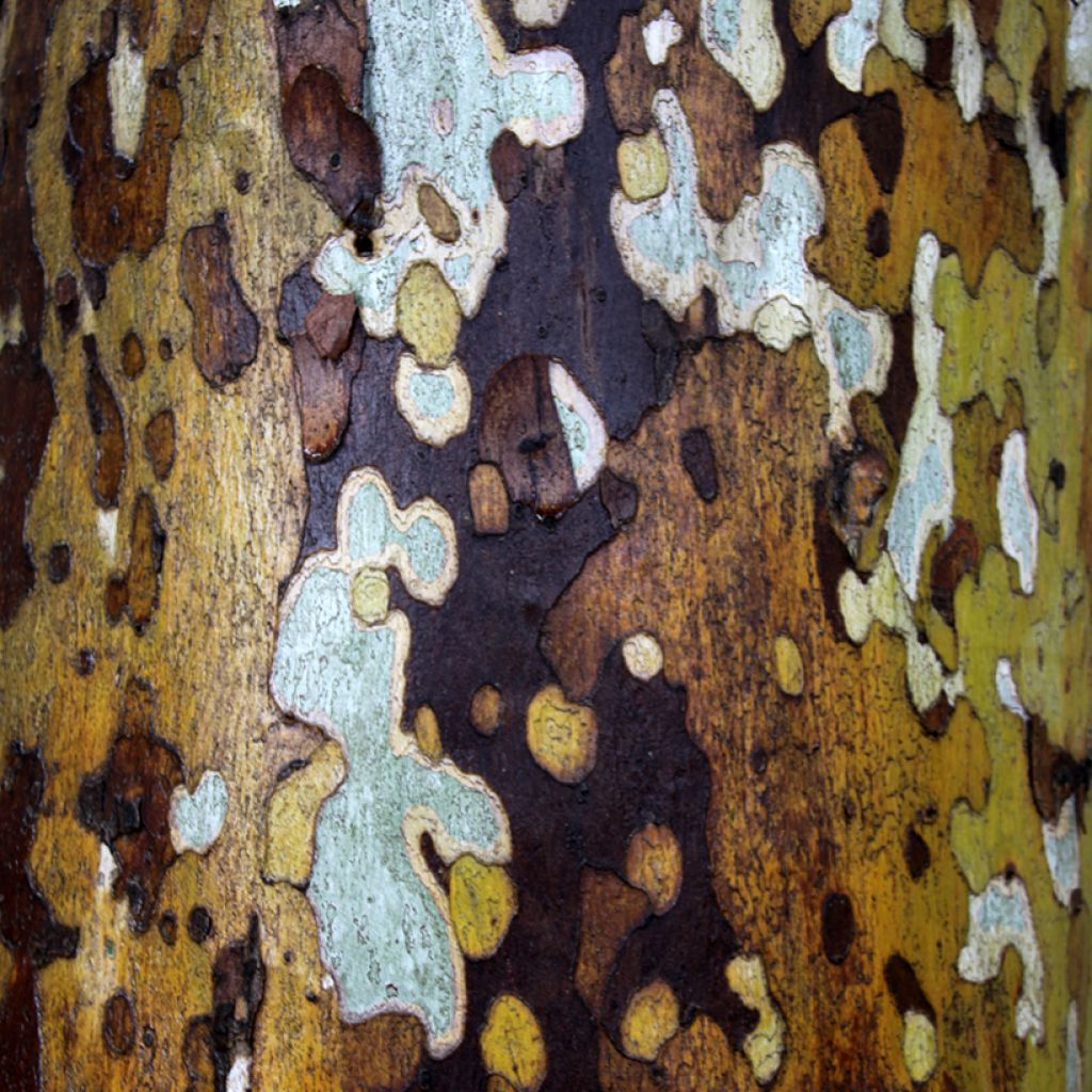 Platanus acerifolia - Platane commun, à feuilles d'érable