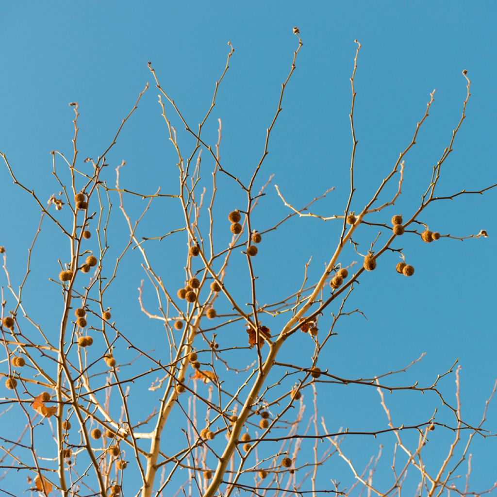 Platanus acerifolia - Platane commun, à feuilles d'érable