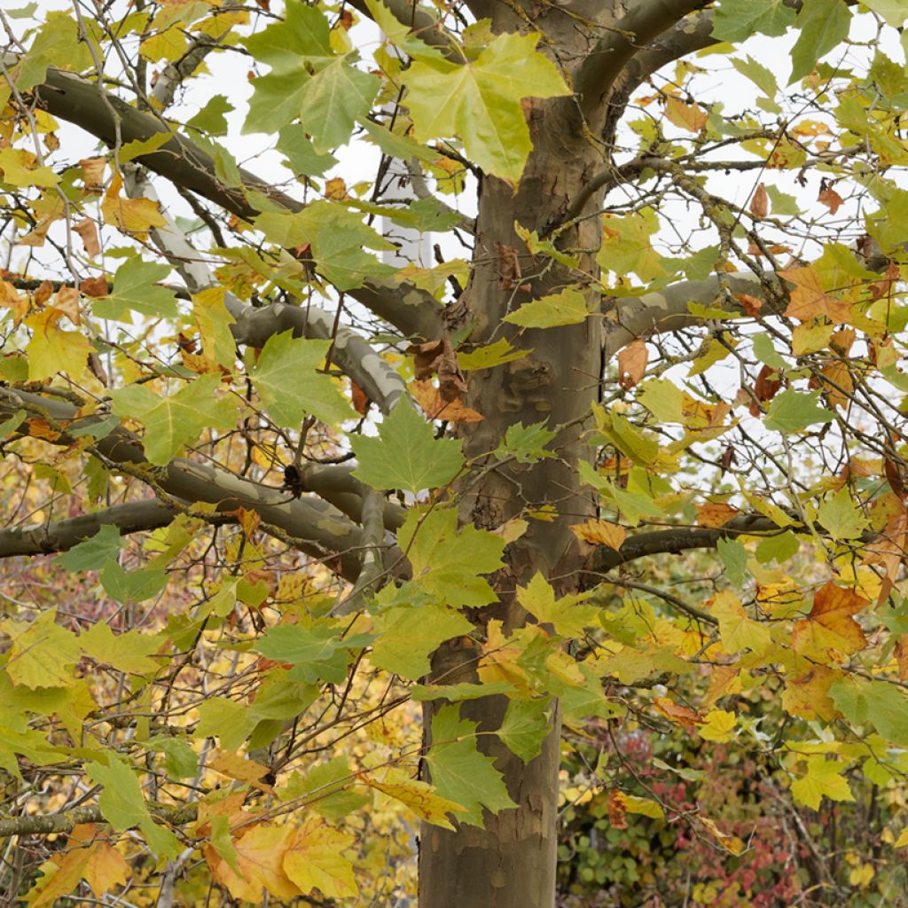 Platanus hispanica El Gordo - Platane 