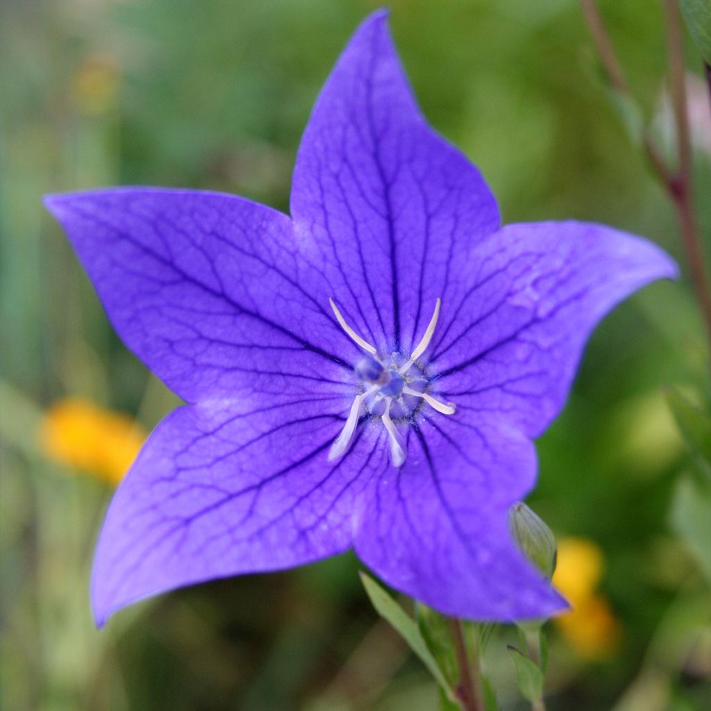 Platycodon grandiflorus Fuji Blue